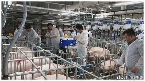 273.32億元，增長(zhǎng)5.4% 畜牧漁業(yè)飼料銷售穩(wěn)健增長(zhǎng)的動(dòng)力與展望